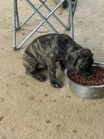Black Brindle male, a male Cane Corso for sale in Somerset, KY – Photo 6 of 8