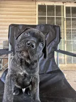 Black Brindle male, a male Cane Corso for sale in Somerset, KY – Photo 7 of 8