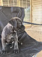 Black Brindle male, a male Cane Corso for sale in Somerset, KY – Photo 8 of 8