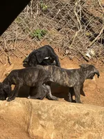 Black Brindle male, a male Cane Corso for sale in Somerset, KY – Photo 5 of 8