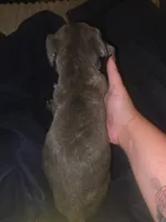 Grey Brindle Female, a female Cane Corso for sale in Somerset, KY – 2 of 4
