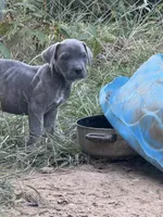 Male 5, a male Cane Corso for sale in Somerset, KY – 4 of 4