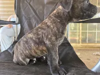 Black brindle Male 3 big guy, a male Cane Corso for sale in Somerset, KY – Photo 4 of 10