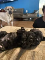 Male 3 (big guy, a male Cane Corso for sale in Somerset, KY – Photo 2 of 3