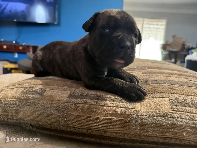 Male 3 (big guy – Cane Corso puppy for sale in Somerset, KY