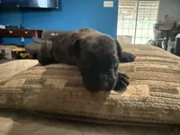 Male 3 (big guy, a male Cane Corso for sale in Somerset, KY – Photo 3 of 3