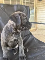 Black brindle Male 3 big guy, a male Cane Corso for sale in Somerset, KY – Photo 3 of 10