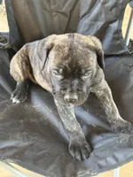 Black brindle Male 3 big guy, a male Cane Corso for sale in Somerset, KY – Photo 5 of 10