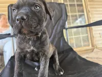 Black brindle Male 3 big guy, a male Cane Corso for sale in Somerset, KY – Photo 7 of 10