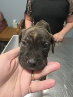 Black brindle Male 3 big guy, a male Cane Corso for sale in Somerset, KY – Photo 10 of 10