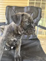 Black brindle Male 3 big guy, a male Cane Corso for sale in Somerset, KY – Photo 2 of 10