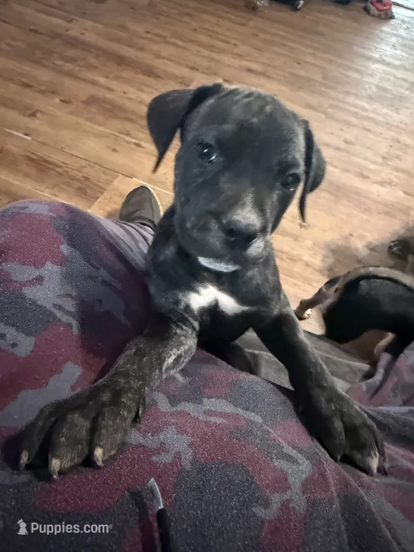 Female black – Cane Corso puppy for sale in Somerset, KY