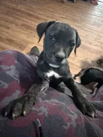 Female black, a female Cane Corso for sale in Somerset, KY – 1 of 4