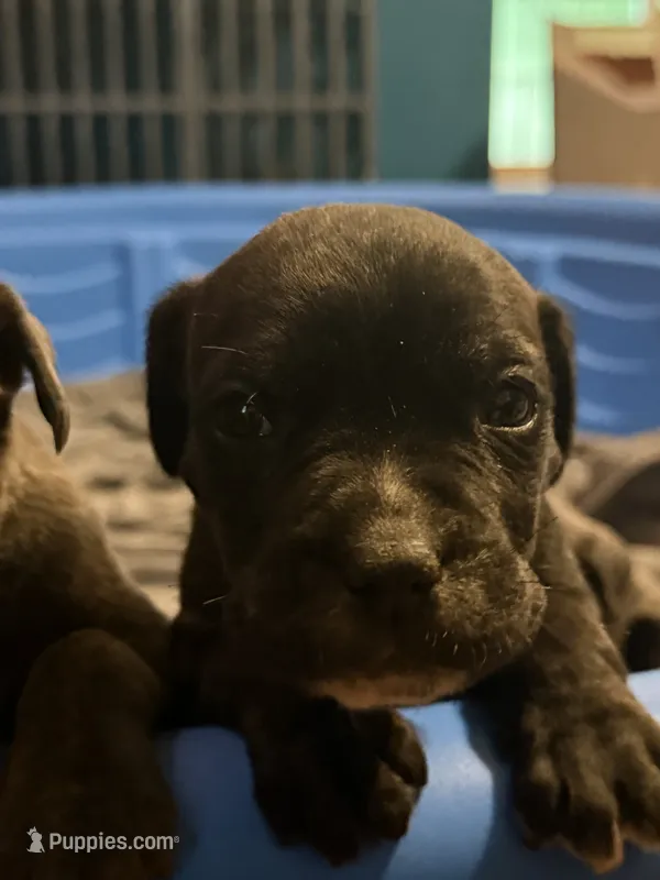 black brindle Male 1 – Cane Corso puppy for sale in Somerset, KY