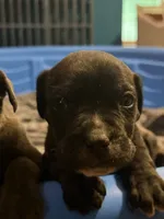 black brindle Male 1, a male Cane Corso for sale in Somerset, KY – 1 of 6