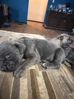 Female grey 1, a female Cane Corso for sale in Somerset, KY – Photo 2 of 3
