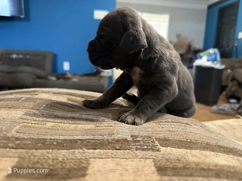 Female grey 1 – Cane Corso puppy for sale in Somerset, KY