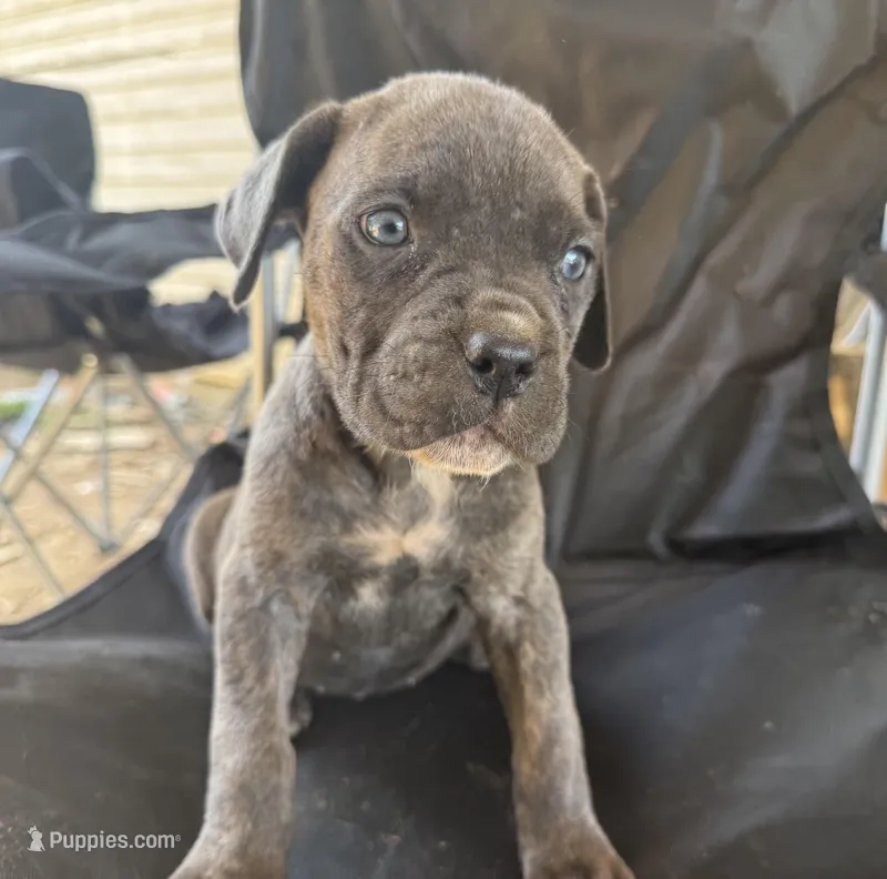 Female grey 1 – Cane Corso puppy for sale in Somerset, KY