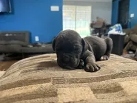 Female grey 1, a female Cane Corso for sale in Somerset, KY – Photo 3 of 3