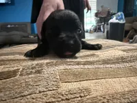 Male 2 (little guy), a male Cane Corso for sale in Somerset, KY – Photo 2 of 3