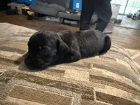 Male 2 (little guy), a male Cane Corso for sale in Somerset, KY – Photo 1 of 3