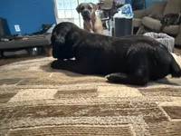 Male 2 (little guy), a male Cane Corso for sale in Somerset, KY – Photo 3 of 3