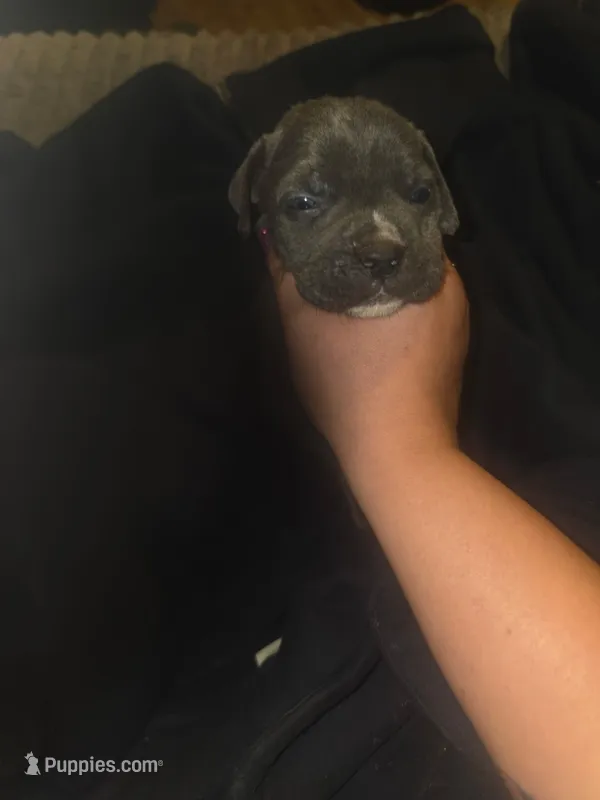 Grey Brindle Male 4 – Cane Corso puppy for sale in Somerset, KY