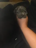 Grey Brindle Male 4, a male Cane Corso for sale in Somerset, KY – 1 of 4
