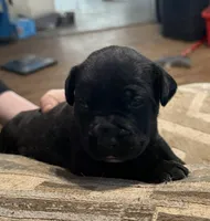 Male 1, a male Cane Corso for sale in Somerset, KY – Photo 3 of 4