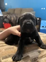 Male 1, a male Cane Corso for sale in Somerset, KY – Photo 4 of 4