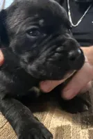Male 1, a male Cane Corso for sale in Somerset, KY – Photo 1 of 4