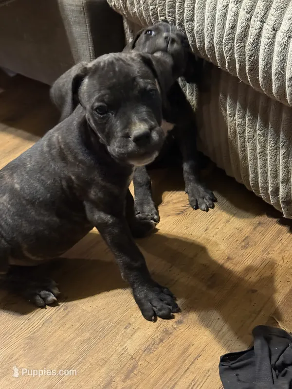 Black female – Cane Corso puppy for sale in Somerset, KY