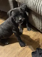 Black female, a female Cane Corso for sale in Somerset, KY – 4 of 4
