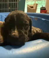 Black Brindle Female , a female Cane Corso for sale in Somerset, KY – 2 of 3