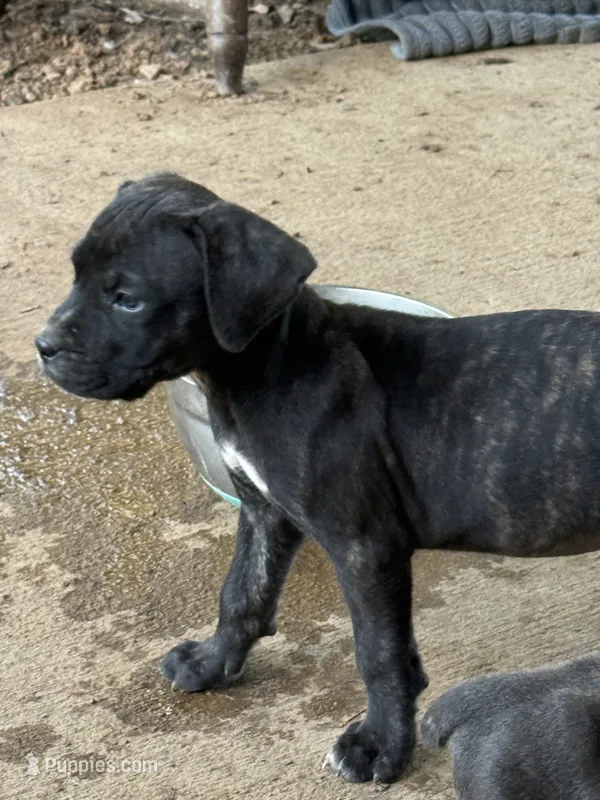 Black Brindle Female  – Cane Corso puppy for sale in Somerset, KY