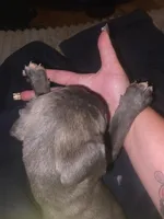 Grey Brindle Female, a female Cane Corso for sale in Somerset, KY – 4 of 4