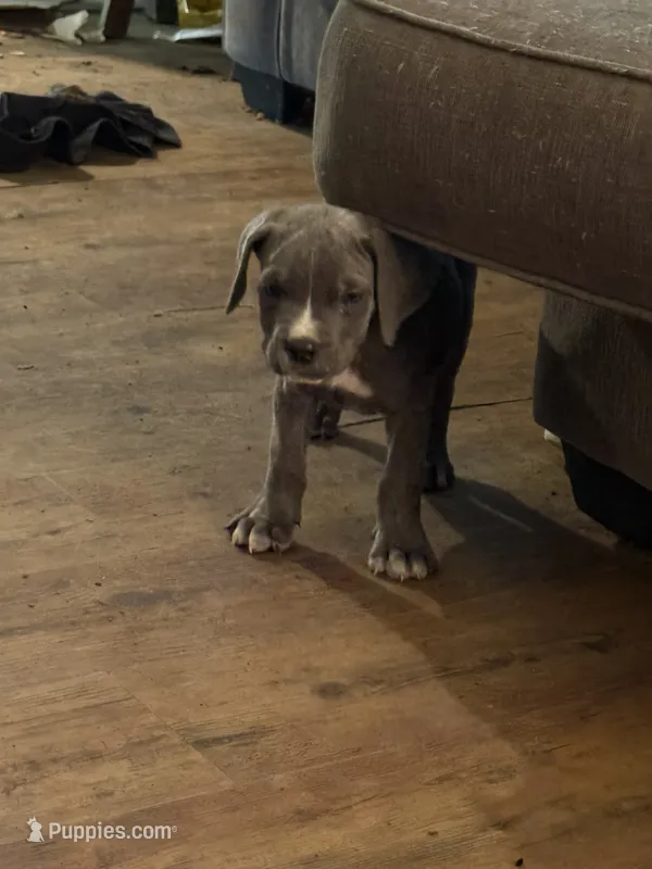 Grey Brindle male 3 – Cane Corso puppy for sale in Somerset, KY