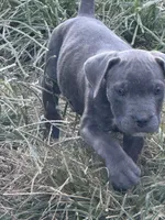 Male 5, a male Cane Corso for sale in Somerset, KY – 2 of 4