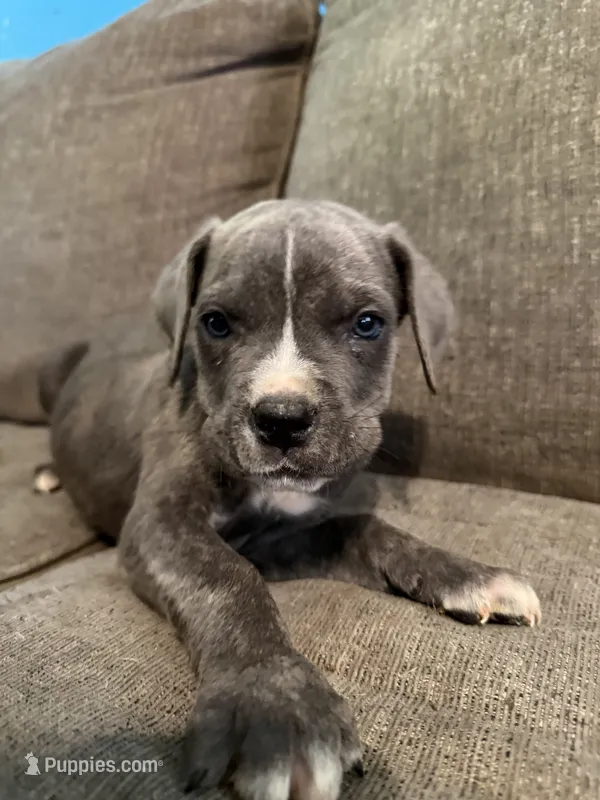 Grey Brindle Male 2 – Cane Corso puppy for sale in Somerset, KY