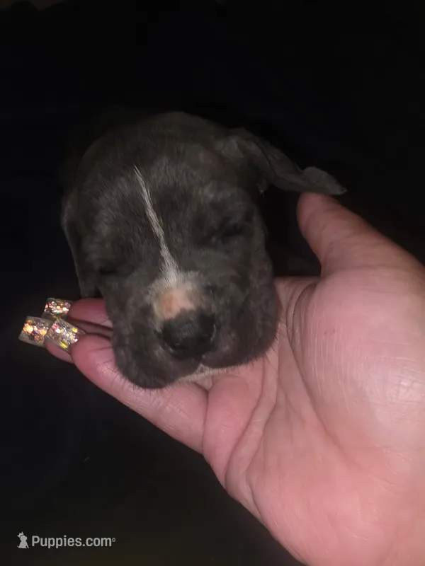Grey Brindle Female – Cane Corso puppy for sale in Somerset, KY
