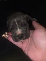 Grey Brindle Female, a female Cane Corso for sale in Somerset, KY – 1 of 4
