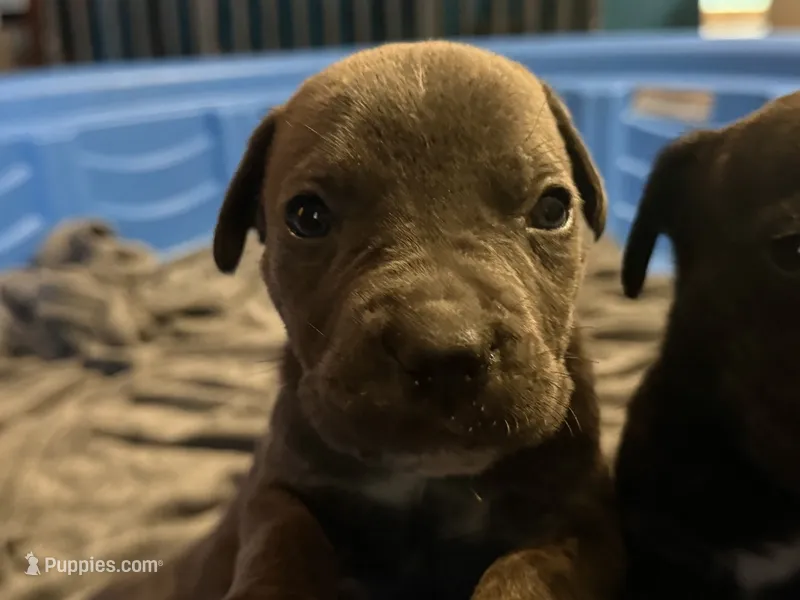 Grey Brindle male 3 – Cane Corso puppy for sale in Somerset, KY