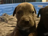 Grey Brindle male 3, a male Cane Corso for sale in Somerset, KY – 1 of 5