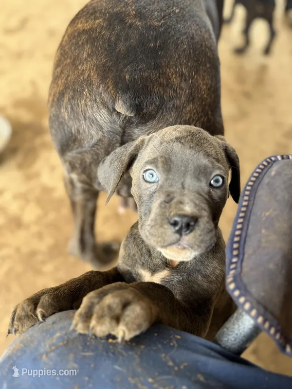 Grey female, a female Cane Corso for sale in Somerset, KY – Photo 1 of 4