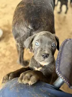 Grey female, a female Cane Corso for sale in Somerset, KY – Photo 1 of 4