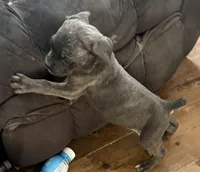Grey female, a female Cane Corso for sale in Somerset, KY – Photo 2 of 4