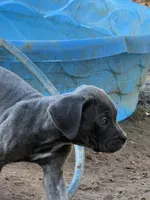 Grey female, a female Cane Corso for sale in Somerset, KY – Photo 3 of 4
