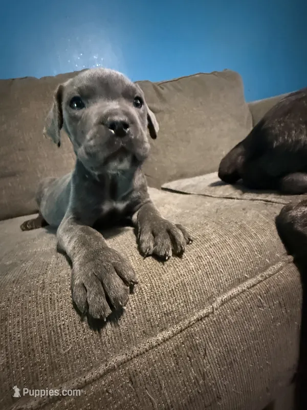 Grey Brindle Male 4 – Cane Corso puppy for sale in Somerset, KY