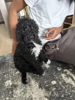 Mila , a female Goldendoodle for sale in Apple Valley, MN – Photo 7 of 10