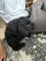 Mila , a female Goldendoodle for sale in Apple Valley, MN – Photo 9 of 10